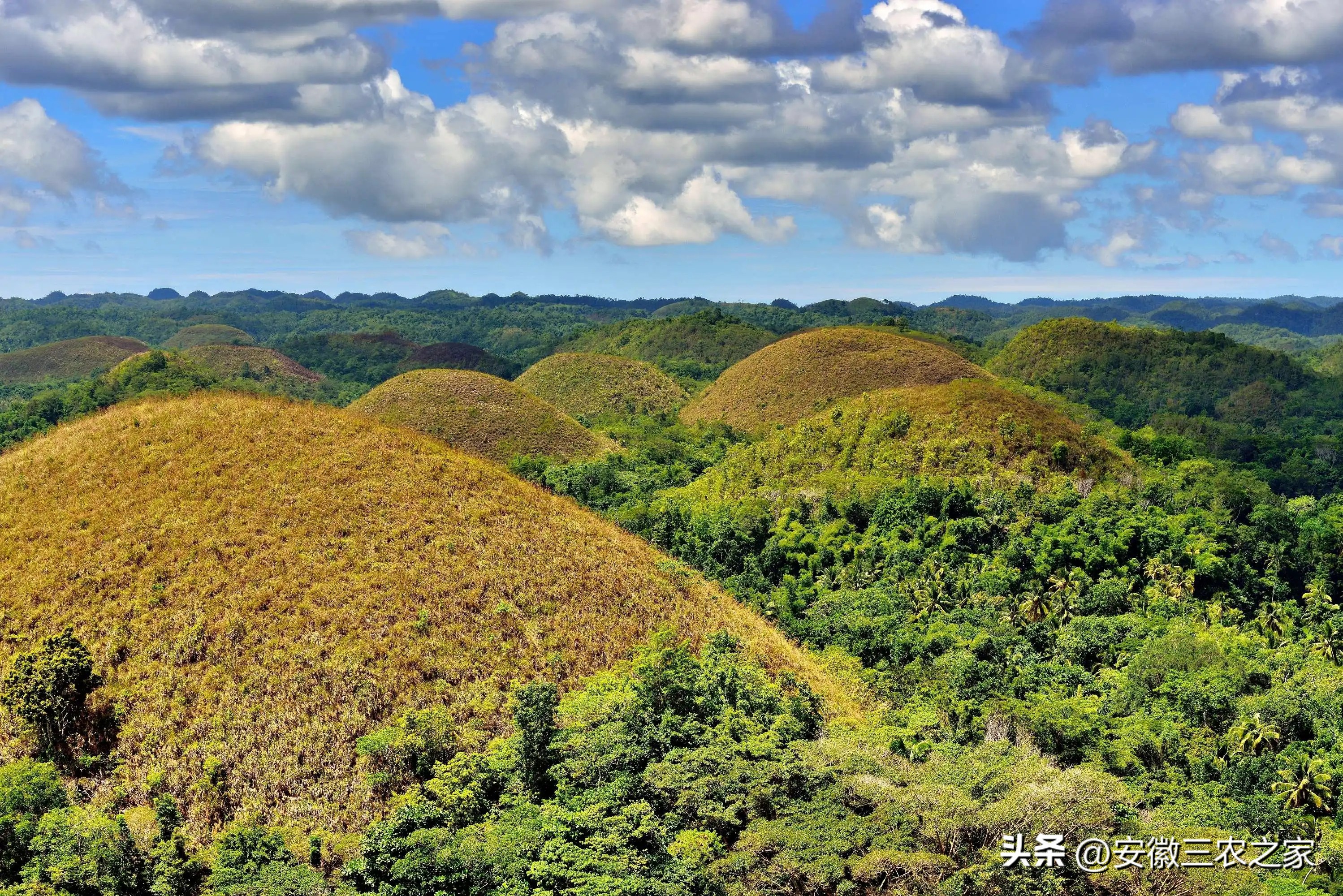 旱地种薄荷一亩收入,种100亩薄荷一年能挣多少钱