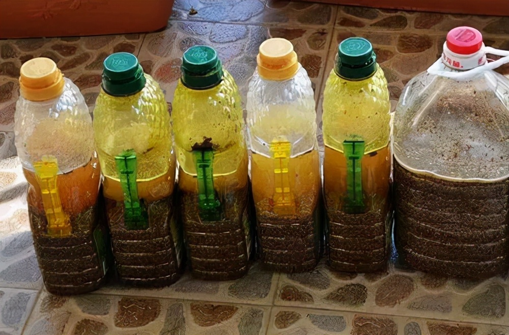 养君子兰最简单的方法,十年老花农养君子兰的秘诀