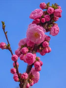 榆叶梅，开花时既见花也见叶，其实不是梅花呢