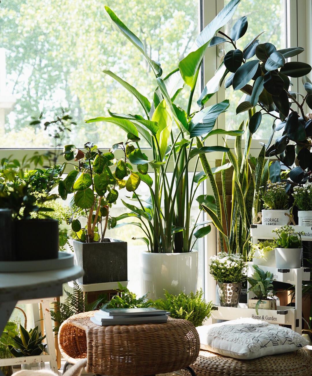 100个阳台养什么花好,100种阳台养的花草