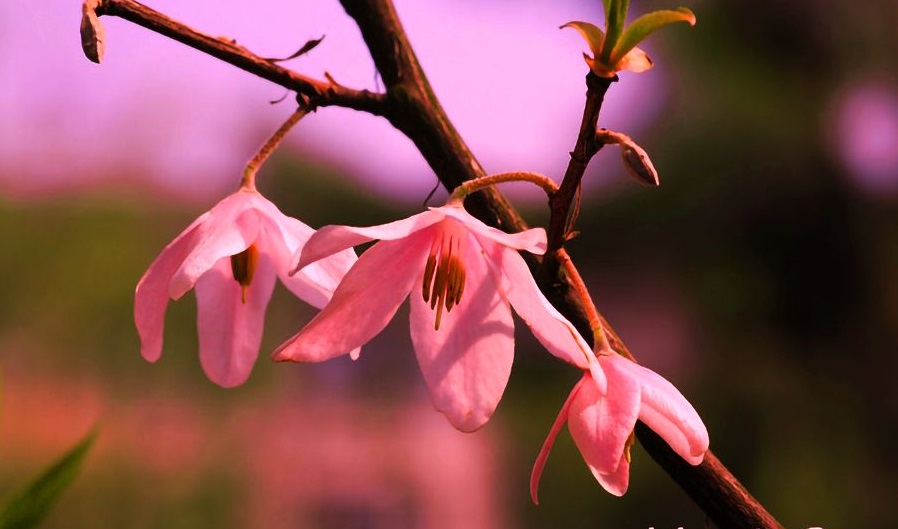 白蜡的行情,白蜡未来5年行情