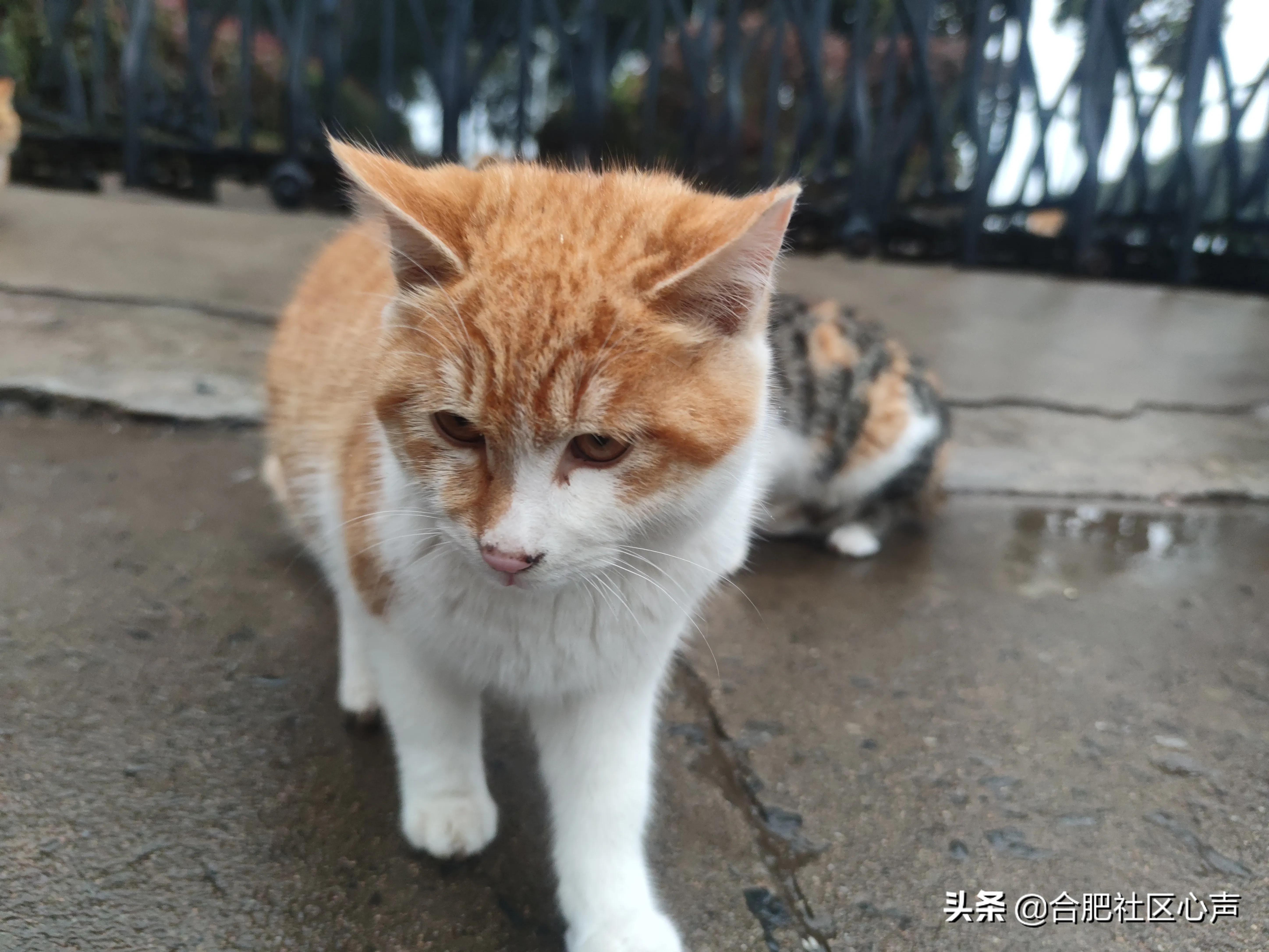 合肥有很多流浪猫的地方,合肥哪有流浪猫