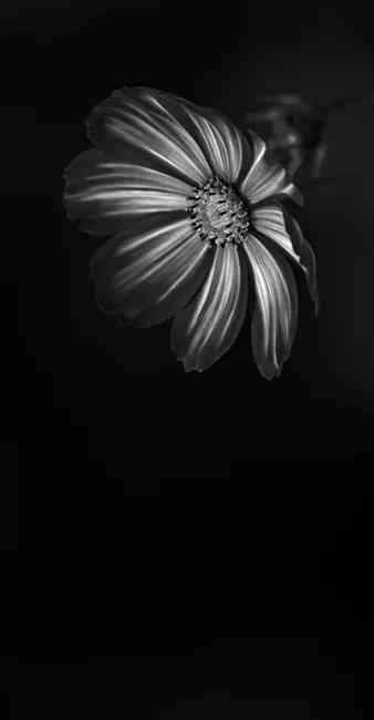 花朵黑白手绘图,黑白图片花朵