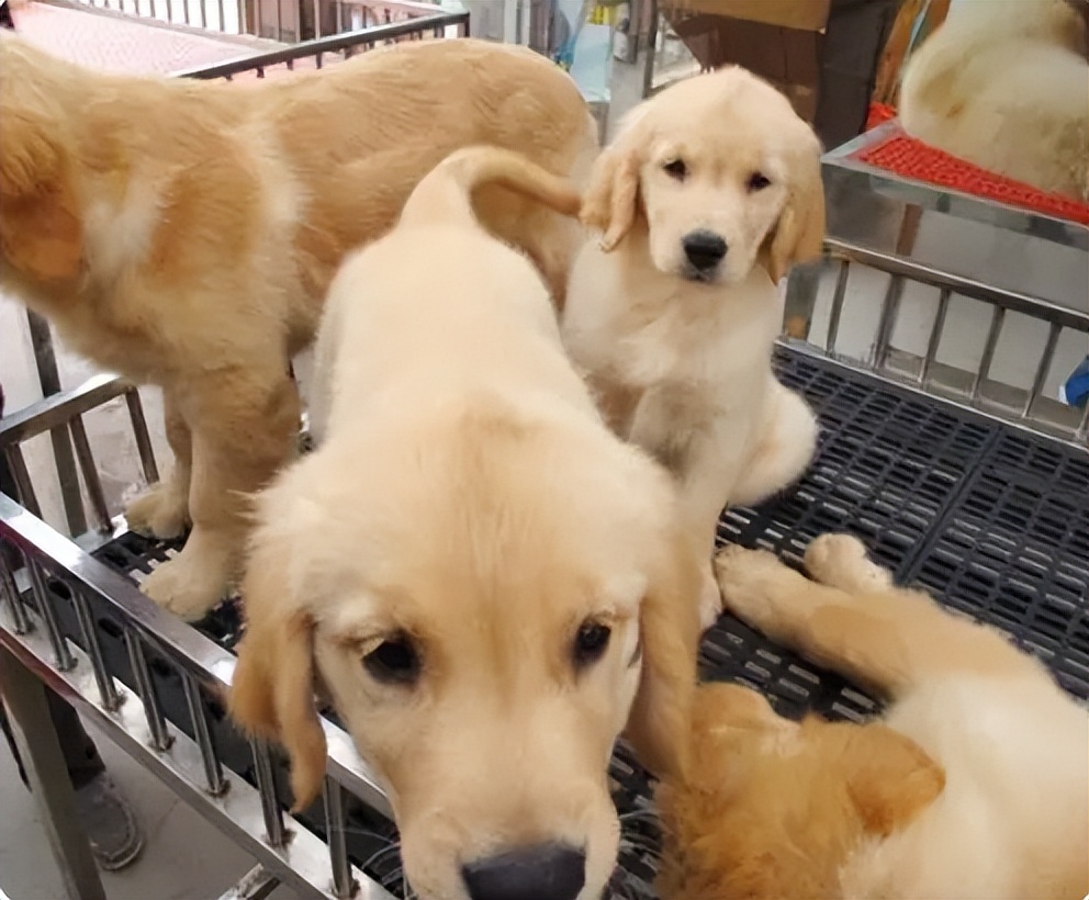 在狗市买狗需要注意哪些事项,在狗市买狗应该注意什么事项