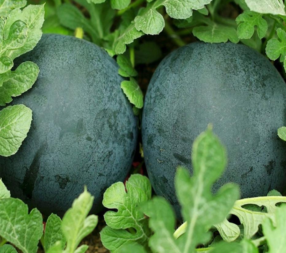 今年夏天最好吃的西瓜,10种最好吃的西瓜