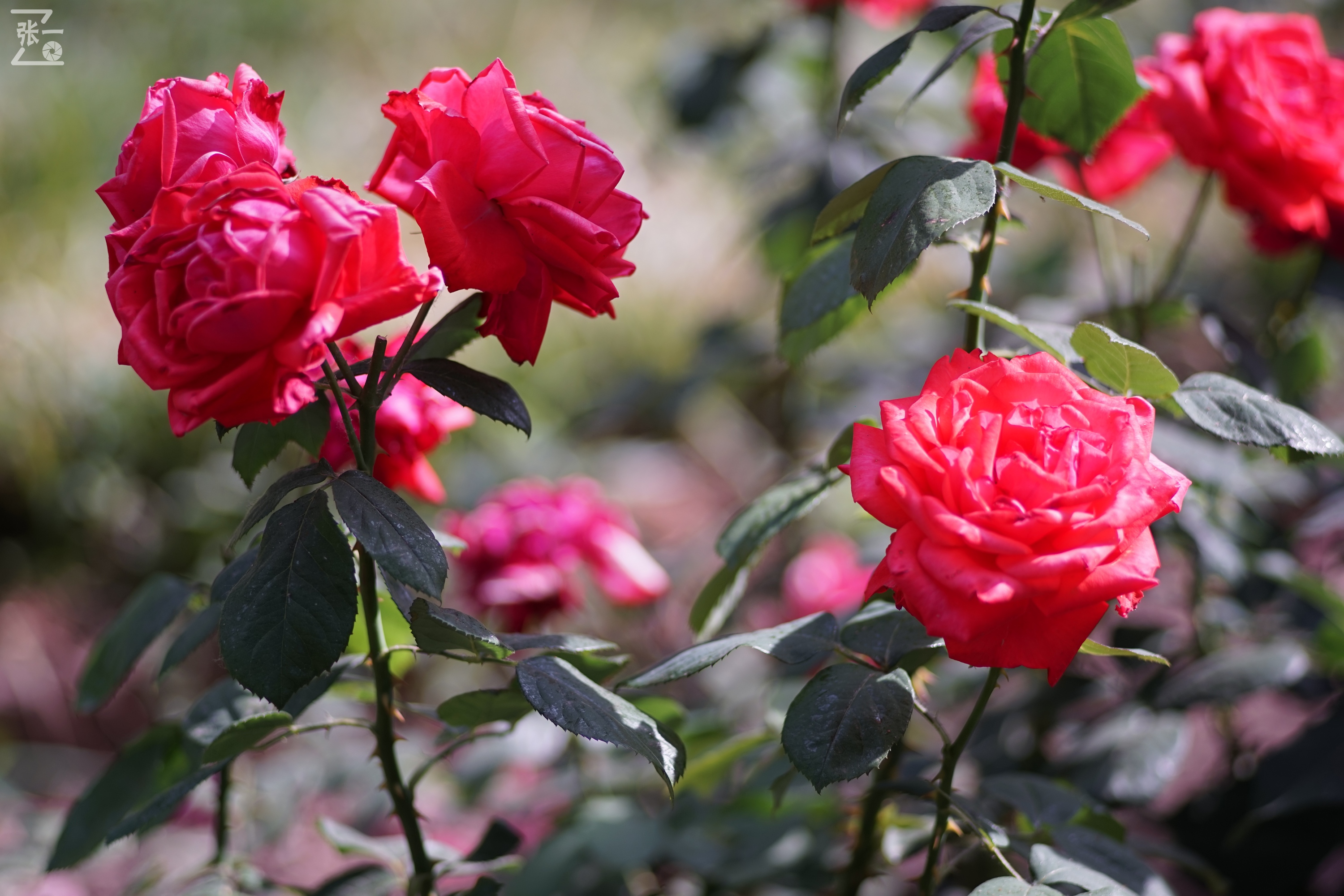 蔡司sonnar50毫米,蔡司sonnar镜头生产年份