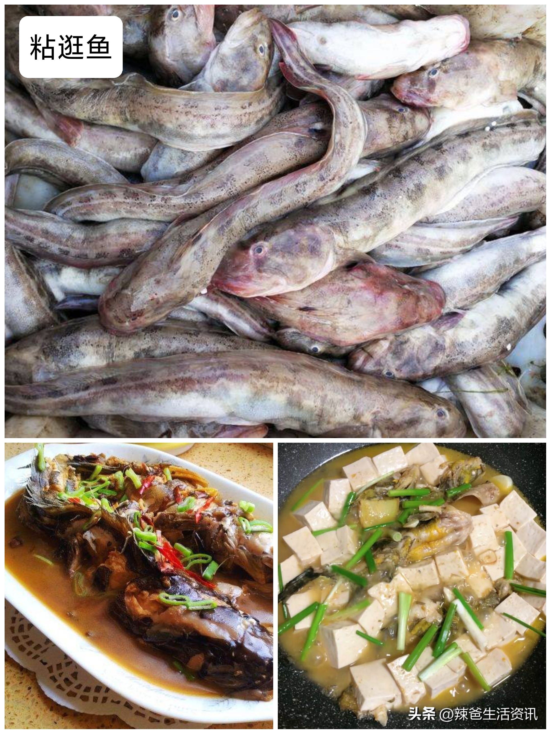 好吃的常见海鱼,比较好吃又便宜的海鱼有哪些