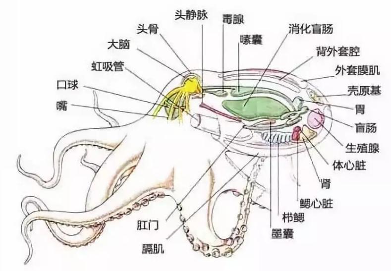 高智商章鱼：幸亏产卵后“自杀”，不然大概率会成为“海洋霸主”