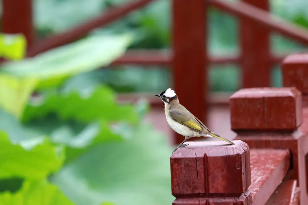 临沂夏日荷花盛开,临沂的荷花火了
