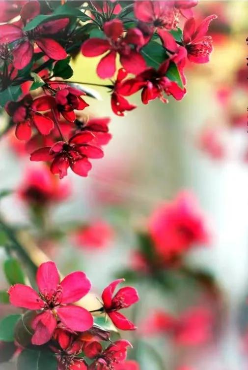 李兰芳歌曲国外翻唱,李兰芳视频大全