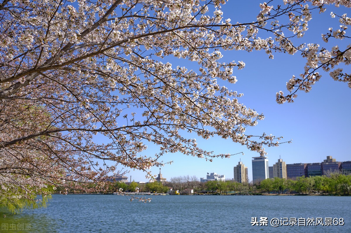 十七个赏樱花的好去处,适合看樱花的景点
