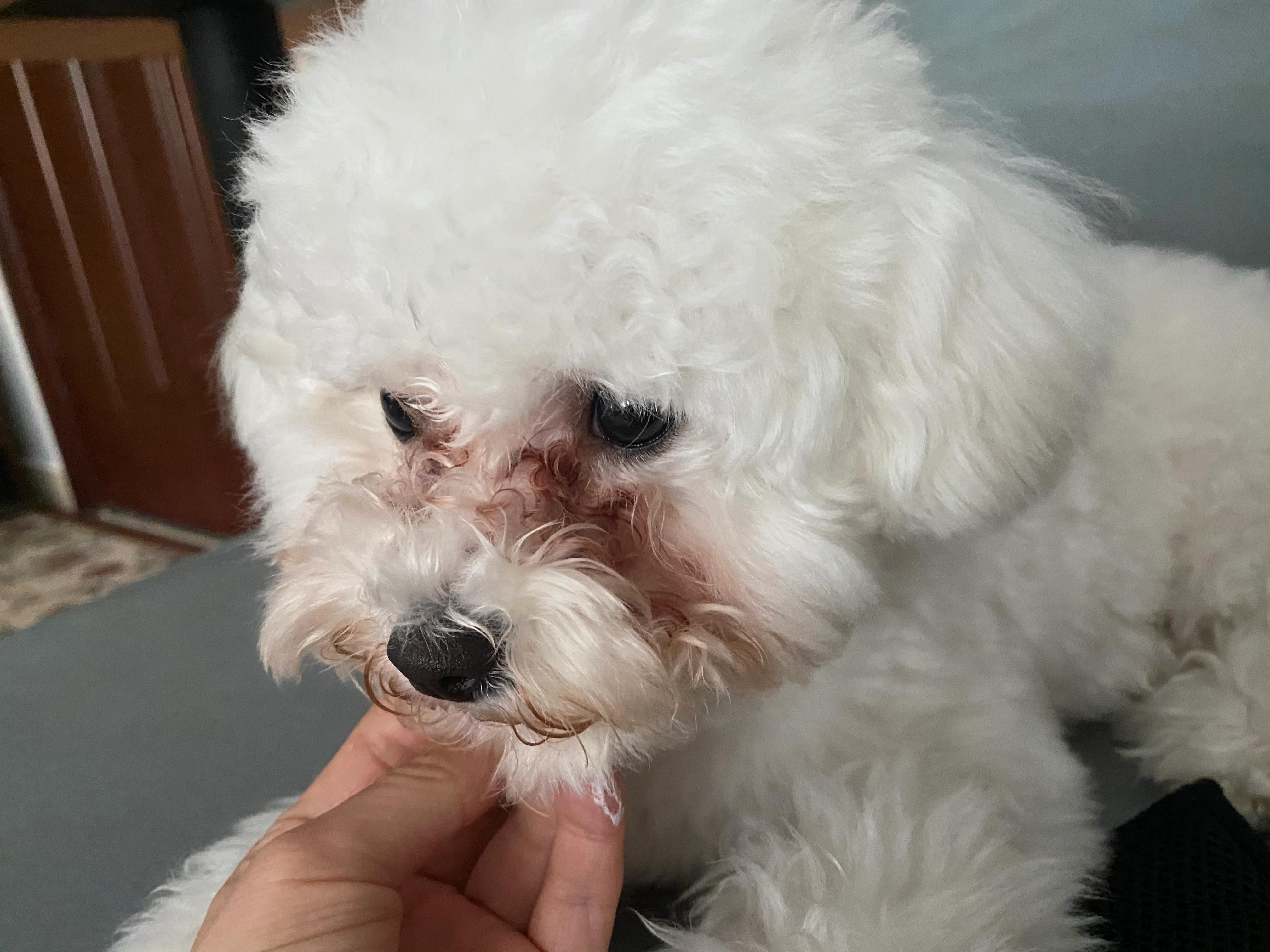 比熊犬去泪痕最好的方法,比熊犬怎么去除耳螨