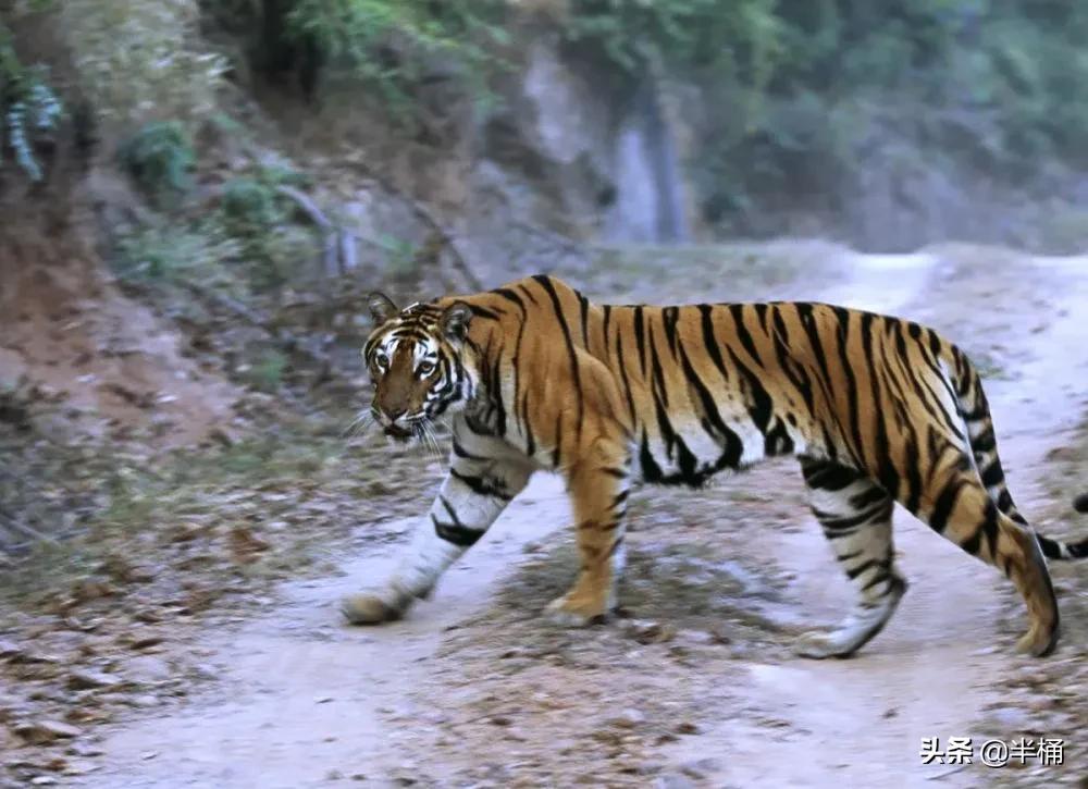 遇到老虎如何保命千万不要逃跑,在野外遇到老虎应该怎么自救