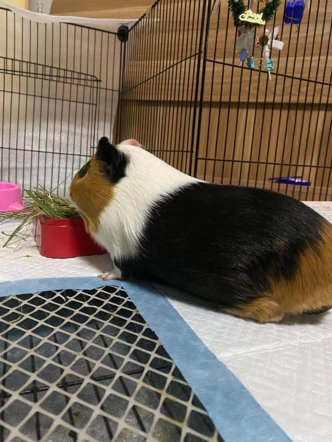 荷兰猪多久可以养熟啊,荷兰猪迟迟不生跟饮食有关系吗