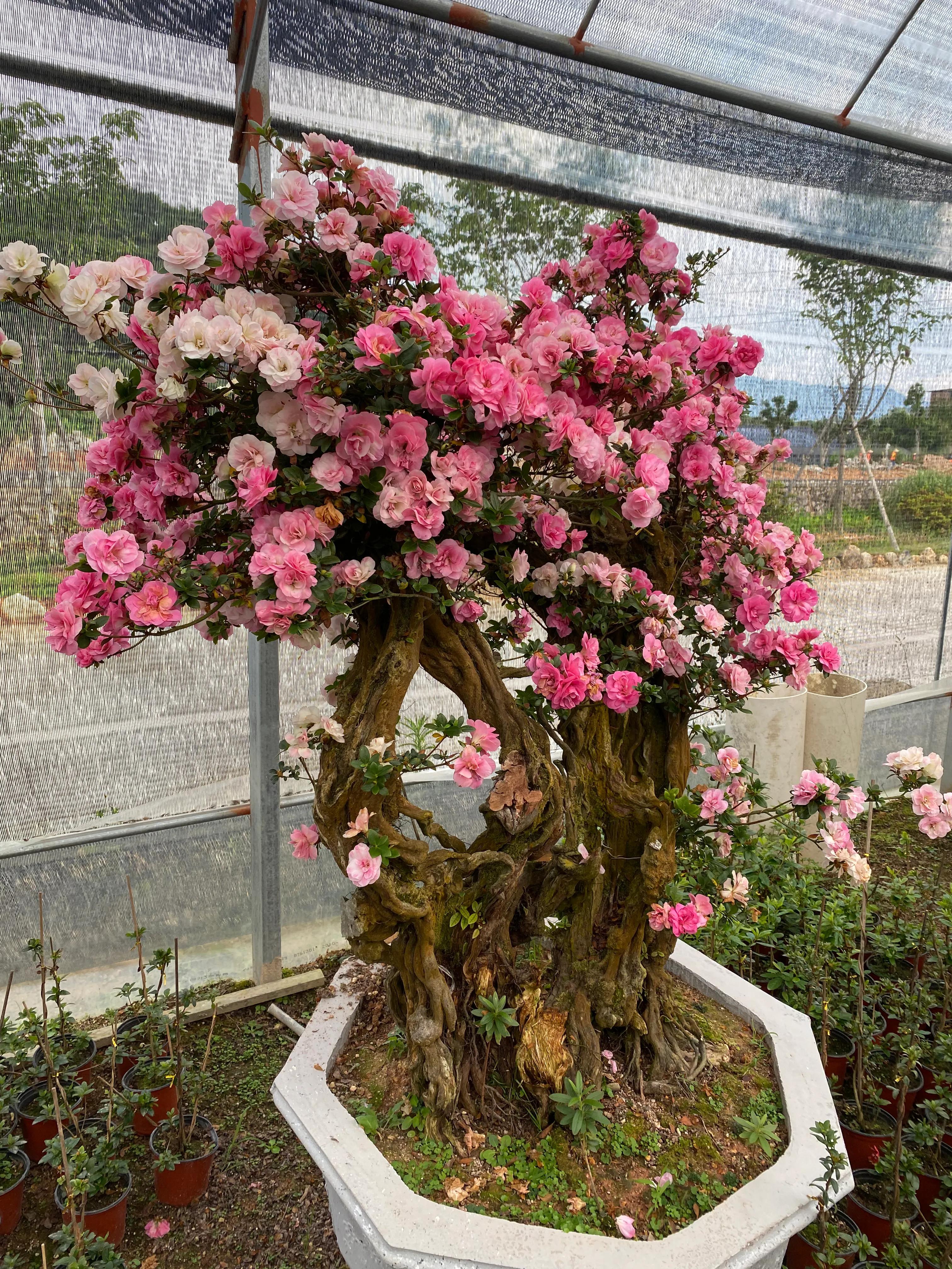 皋月杜鹃花图片大全,皋月杜鹃新品种视频