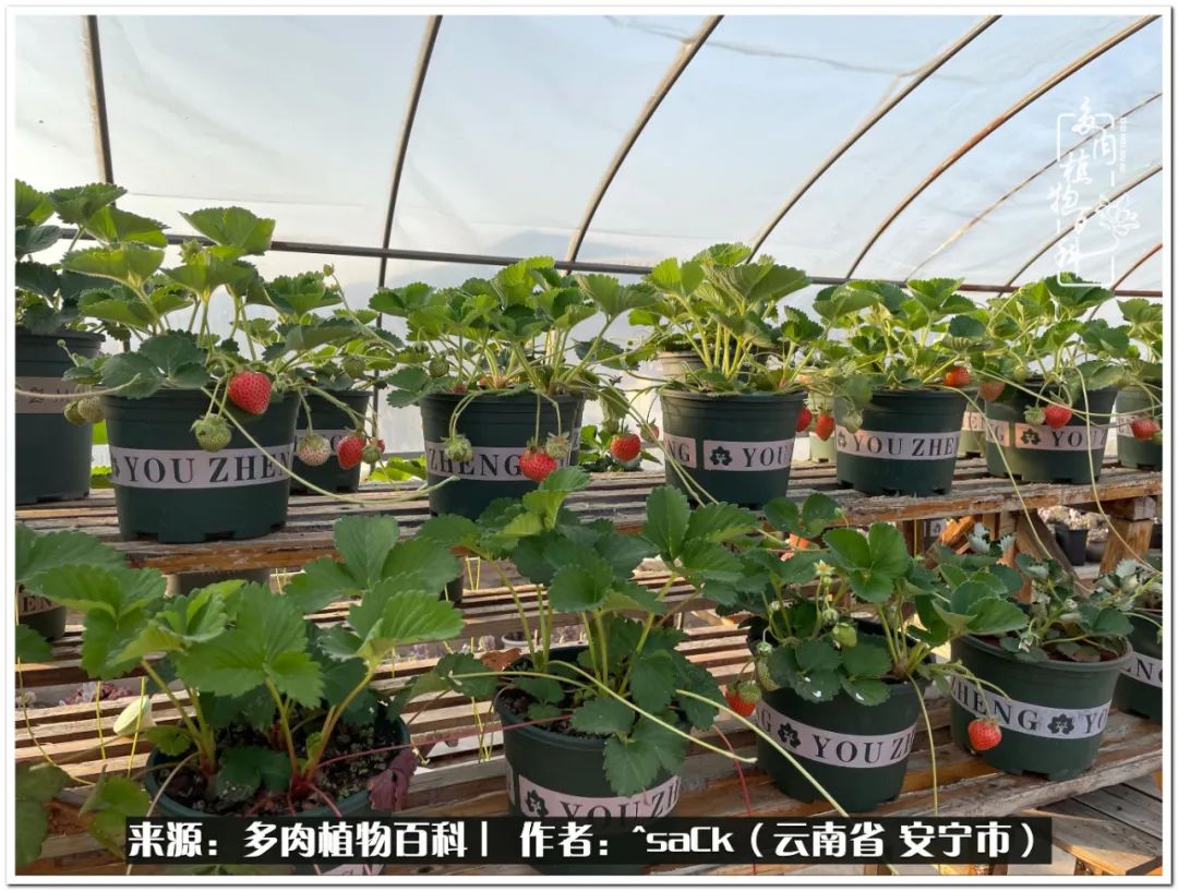 情不知所起一往而深歌曲,情不知所起一往而深完整版