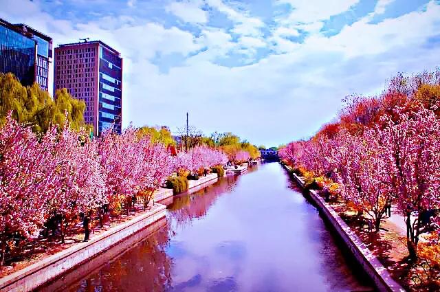西府海棠花白色,西府海棠花骨朵