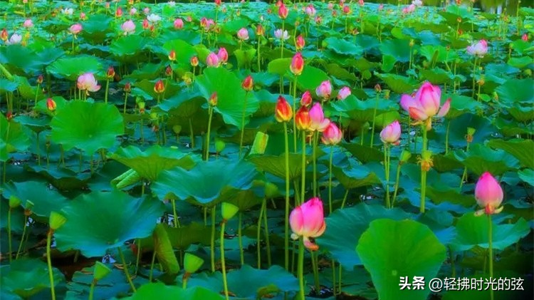 唐诗中最美的一首荷花诗,关于荷花的唯美诗句古诗