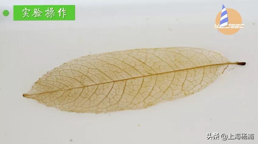 动手做一枚“叶脉书签”吧，好看又实用！【春节宅家手工】