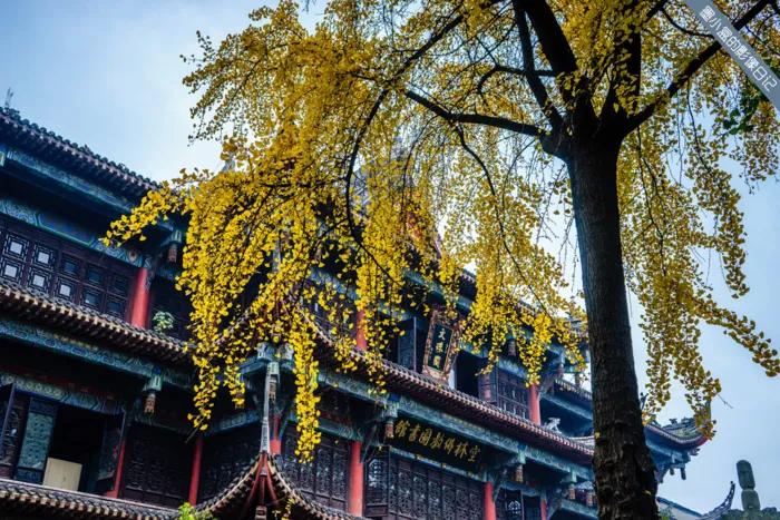 成都到青岛自驾游住宿攻略,成都旅游住宿攻略及费用