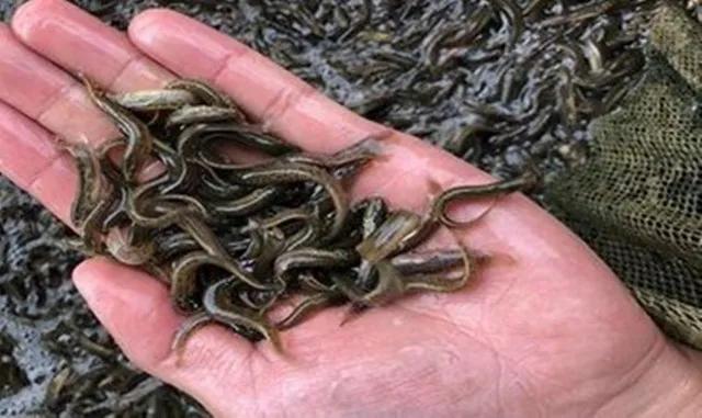 泥鳅冬季开花的养殖技术,泥鳅开花做法