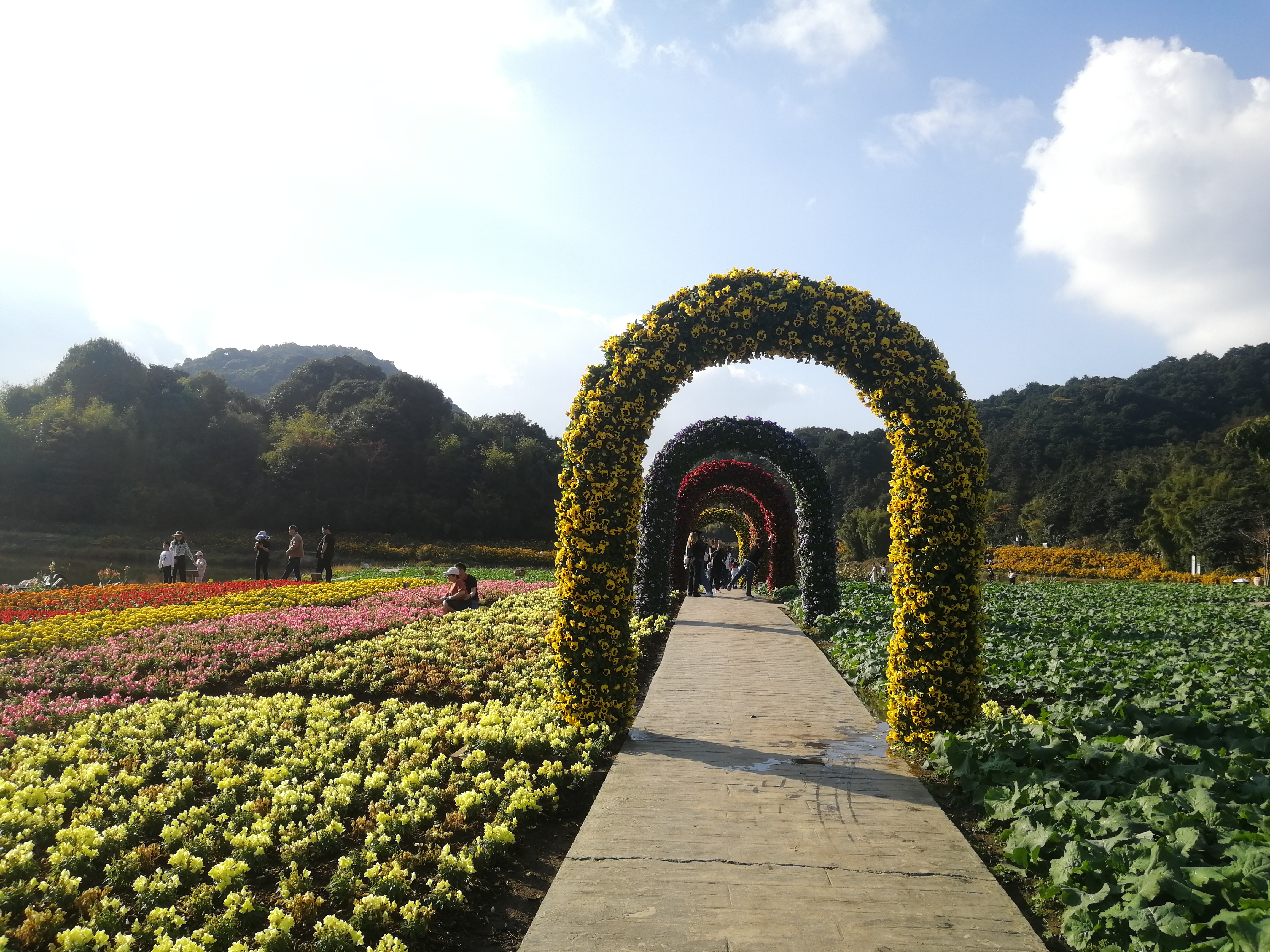 石门森林公园樱花谷交通线路,从化石门公园枫叶