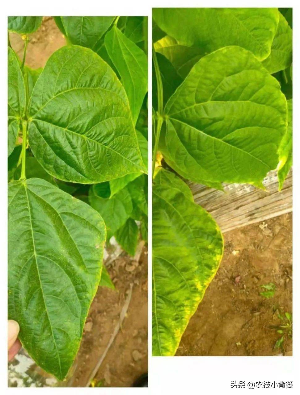 农作物细菌病与真菌病辨别,作物真菌细菌病毒病害的区别