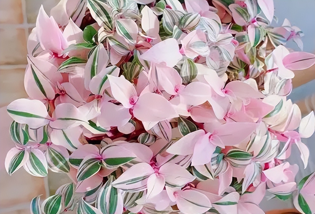 适合室内好养的花适合一年四季养,适合养在室内而且比较好养的花