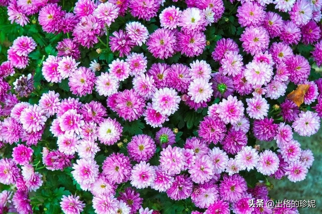 各种颜色菊花代表什么象征意义,菊花的颜色的象征意义