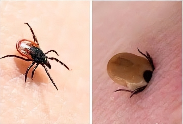 夏天碰到这种小虫子要警惕,这些常见又危险的小虫子