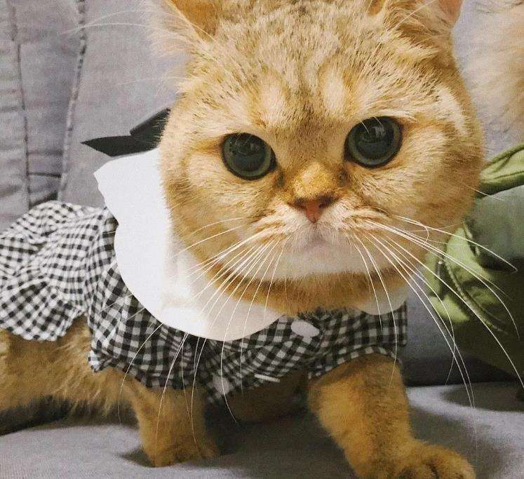 把猫的胡子剪了它会怪你吗,猫猫的胡子有什么作用