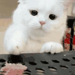 刘畊宏喊你来跳操,刘畊宏减脂期可以吃的零食