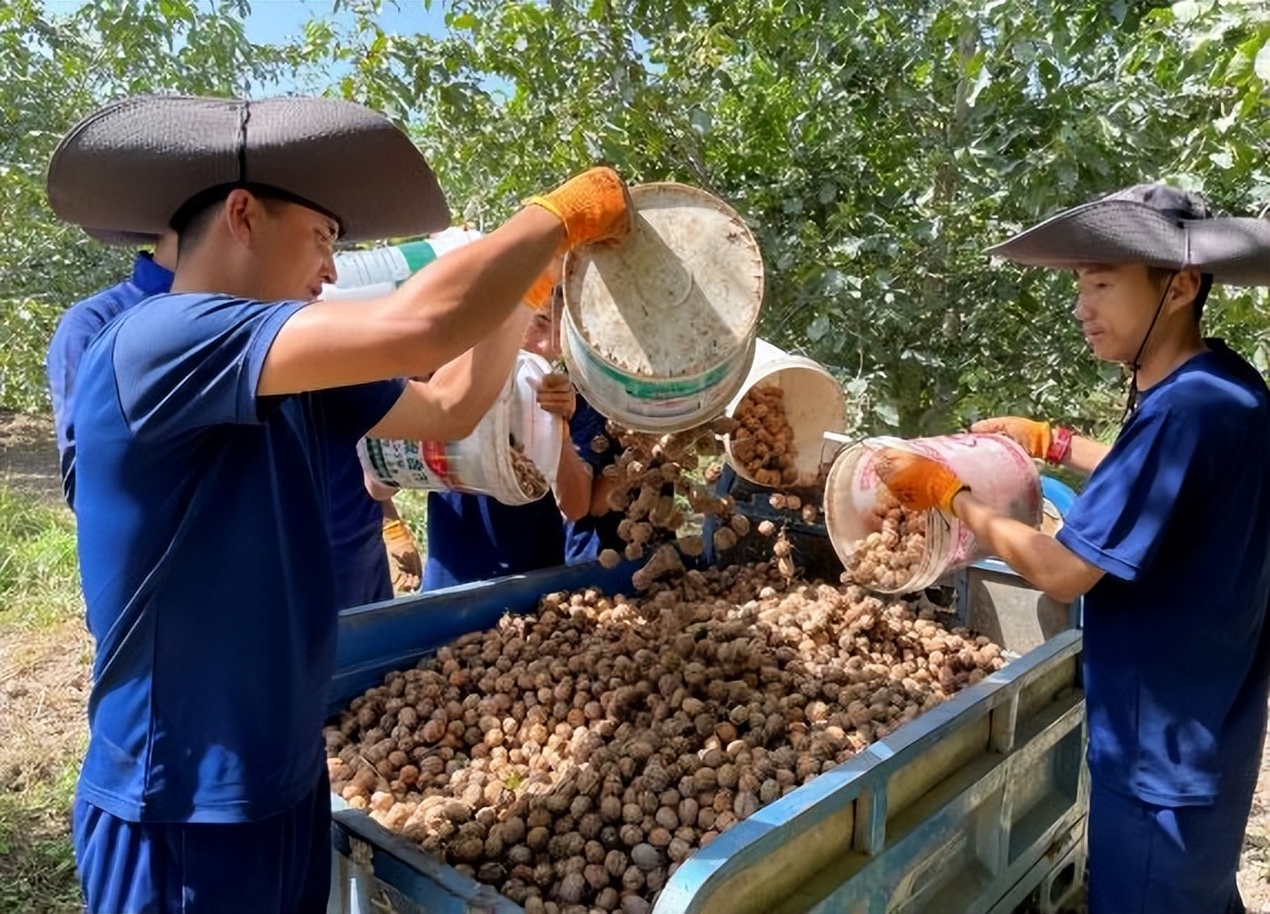 辛有志助农带货超7亿元，“火焰蓝”助力村民采摘核桃
