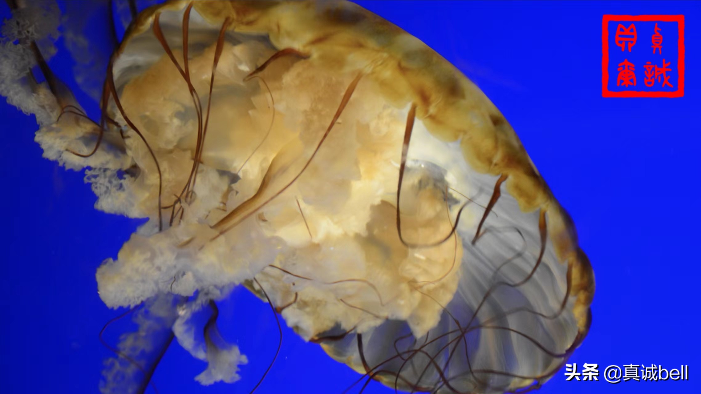 聪明的水生物,聪明的水母