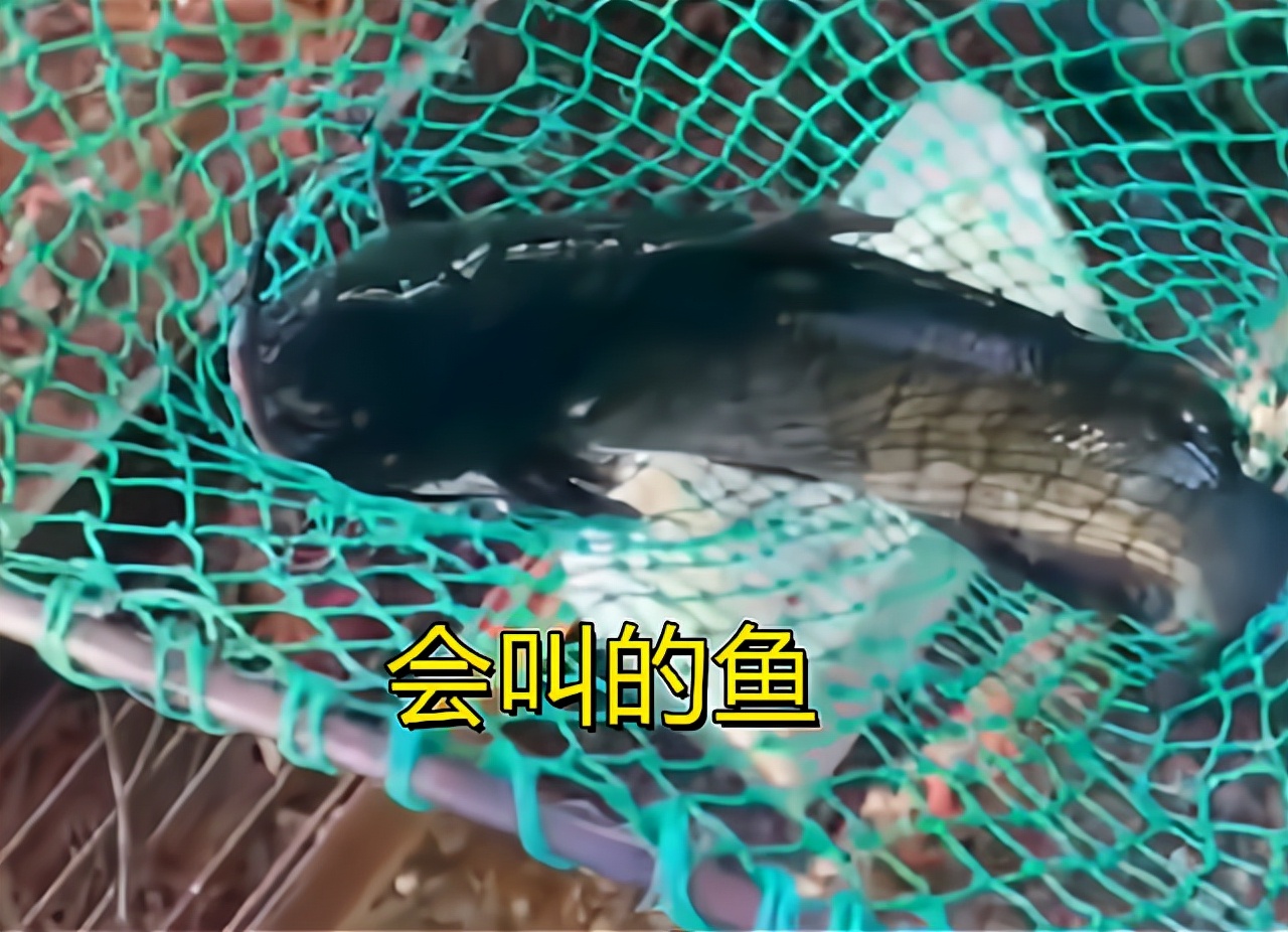 烤鱼店一条鱼突然发出猫叫声,烤鱼店一条鱼突然发出猫叫