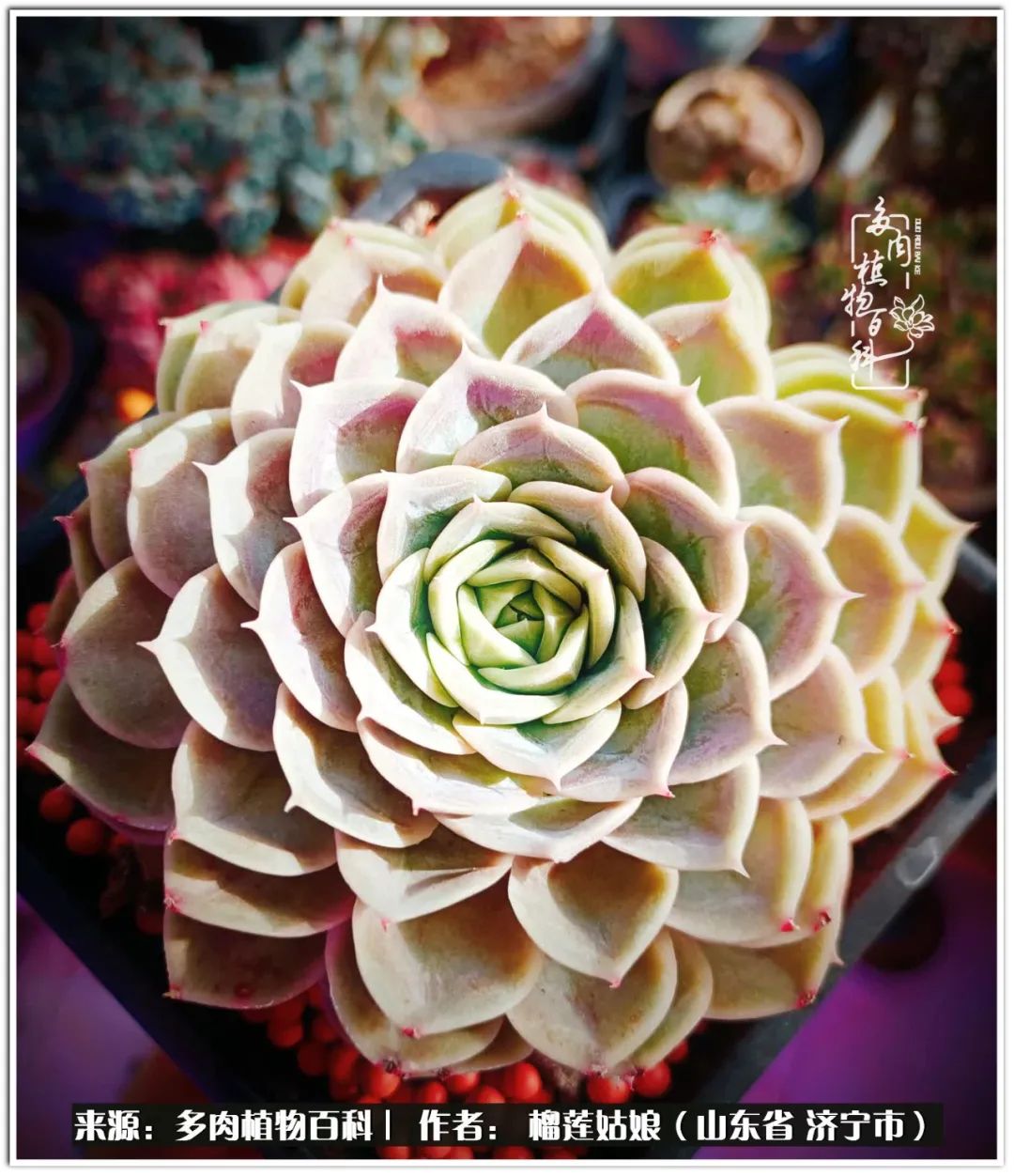 繁花似锦觅安宁淡如流水度一生,繁花似锦觅安宁淡云流水度人生