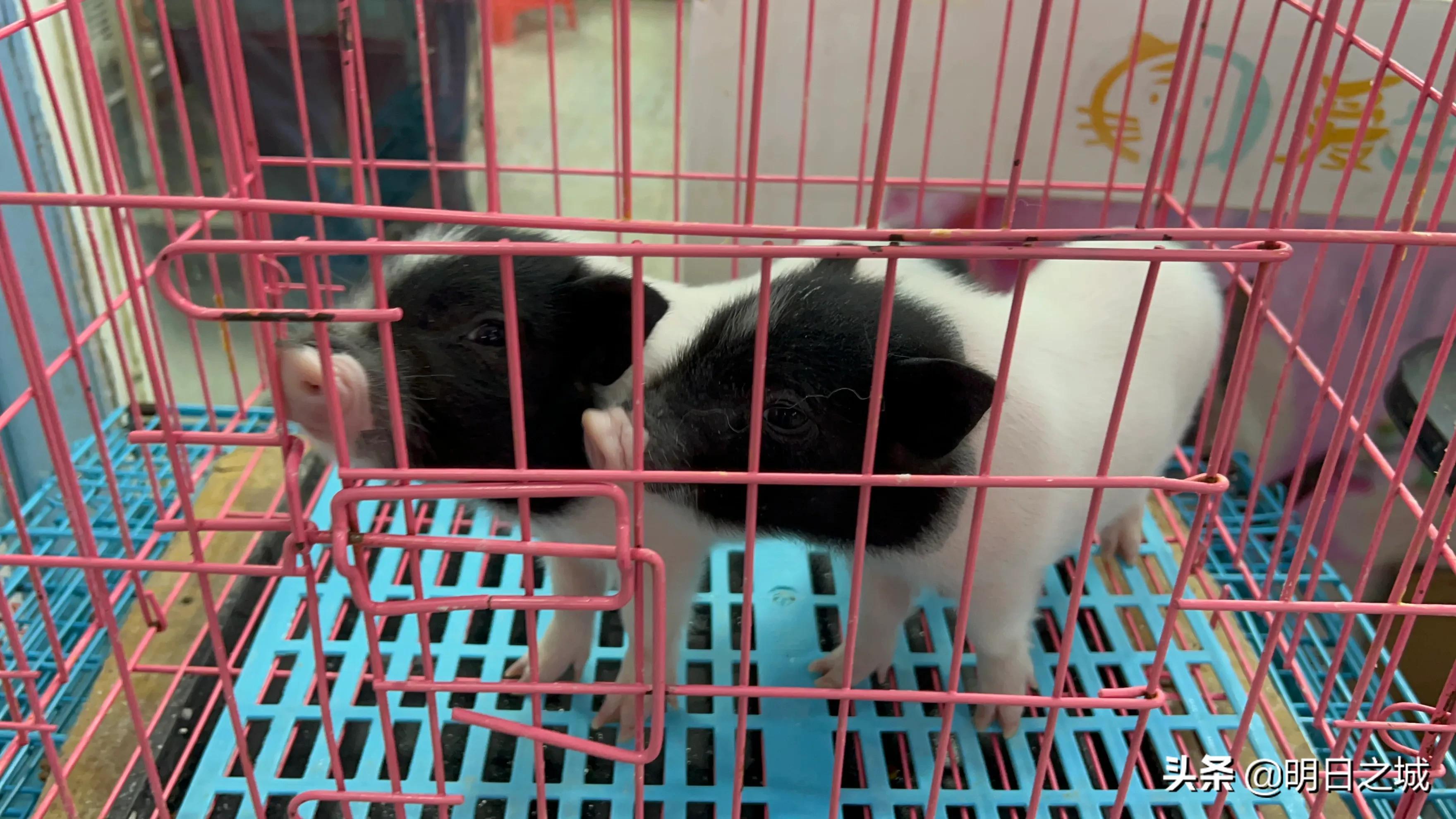 宠物猪长成300斤肥猪,两只宠物小乳猪