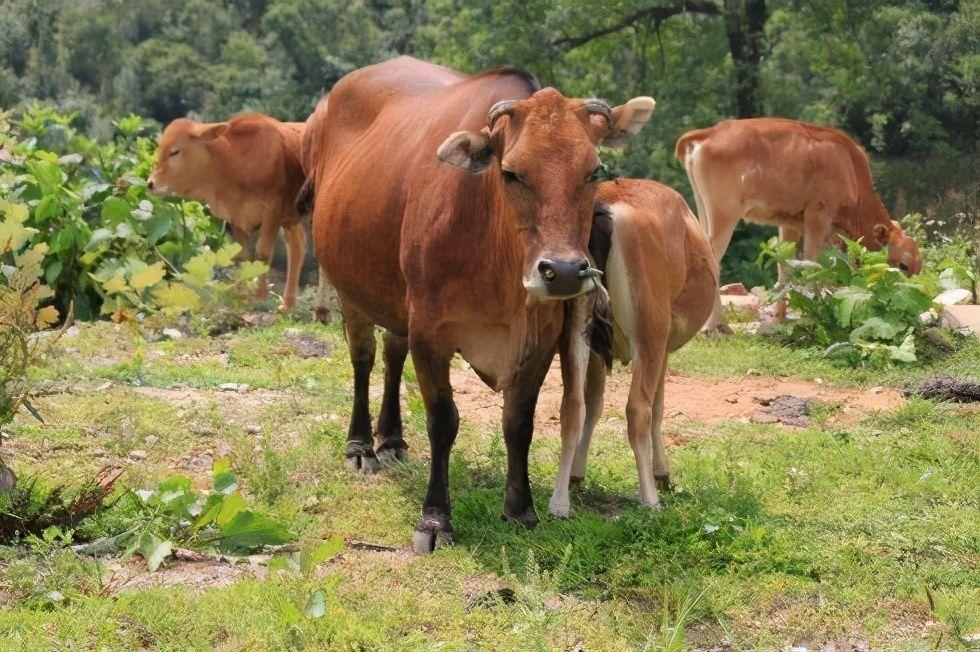 或存在回交？东岛400头牛独立演化350年，*亲近**繁殖为啥没灭绝？