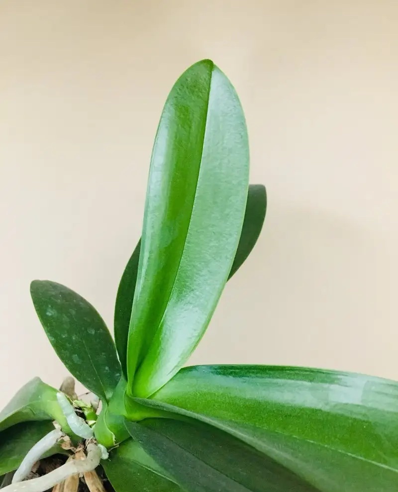 新手养蝴蝶兰技巧,新手养蝴蝶兰怎么养