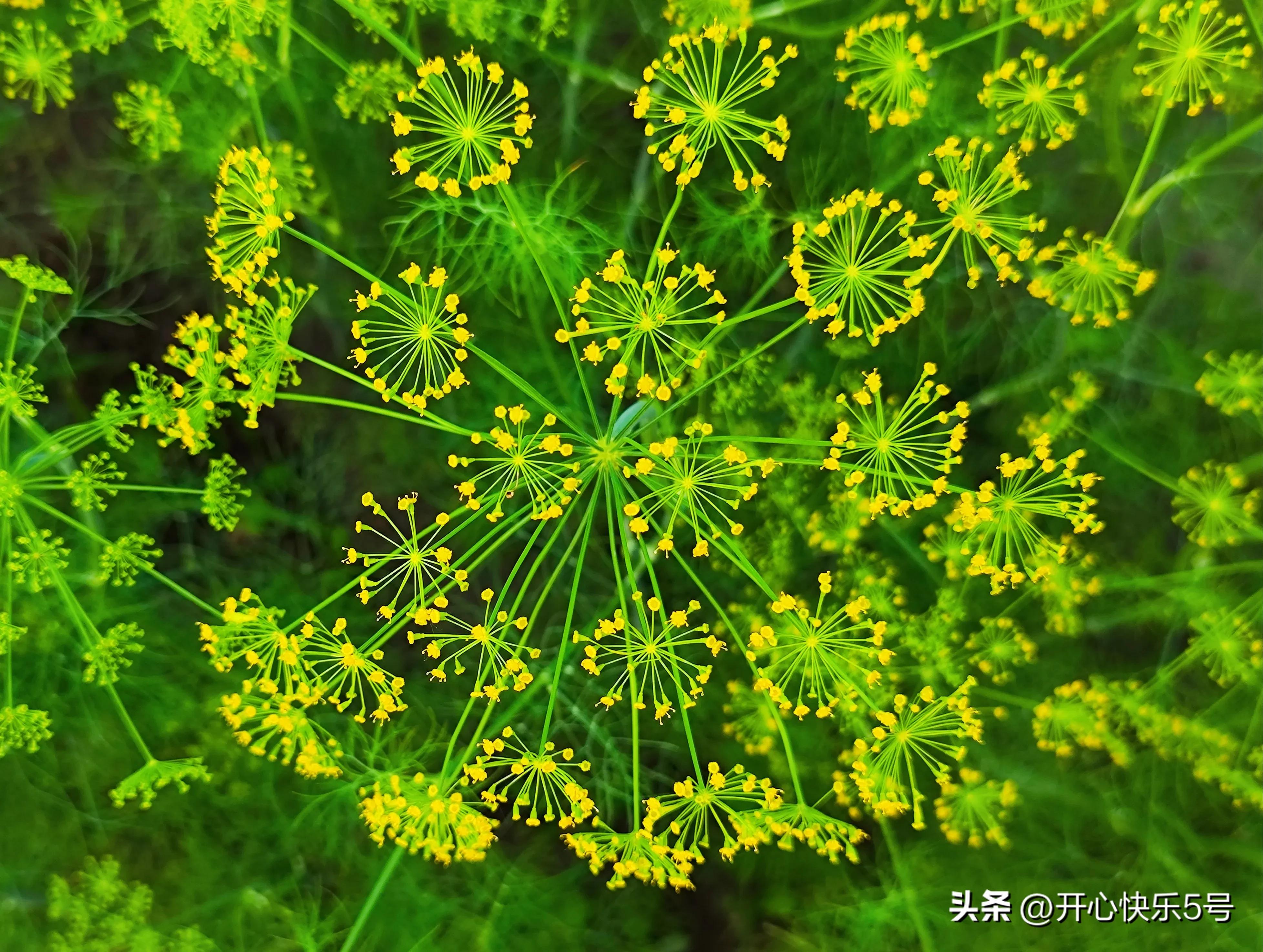 你可曾见过枯萎的玫瑰,你可曾见过什么