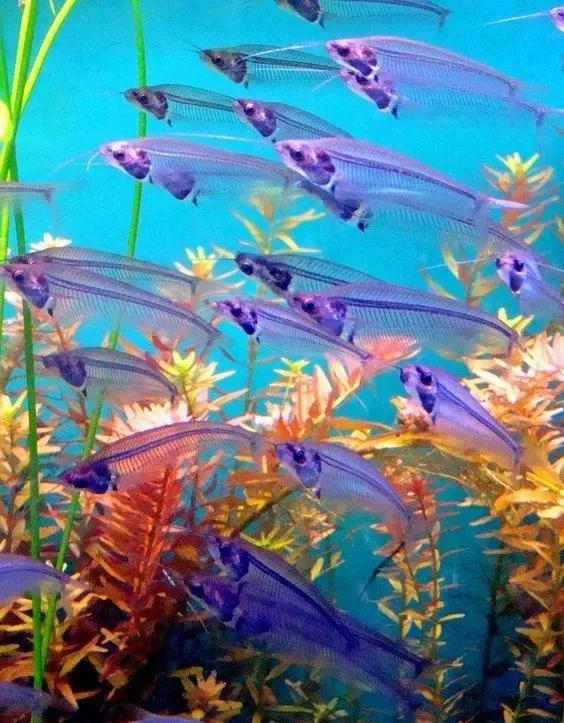 海底奇妙世界图片,海底世界的图片