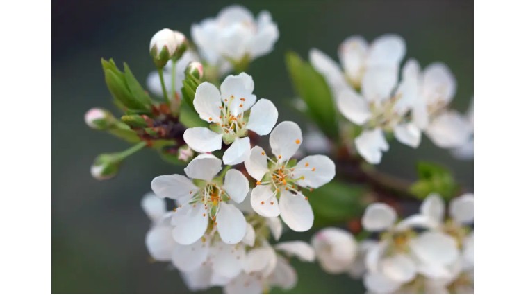 梅开二度是什么网络用语,梅开二度足球术语