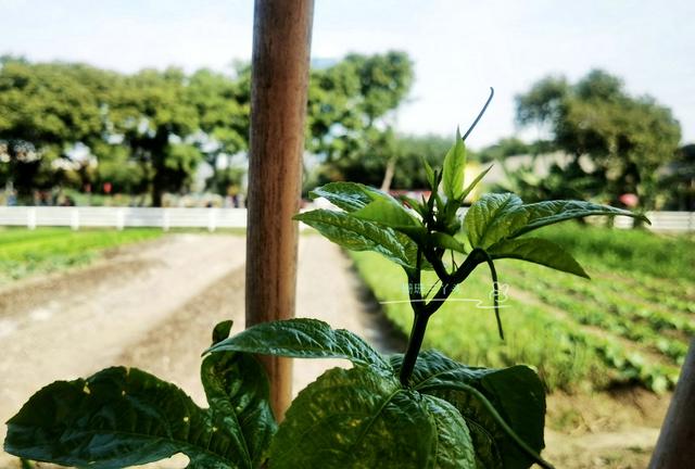 都市农业公园广州,广州农业公园近况