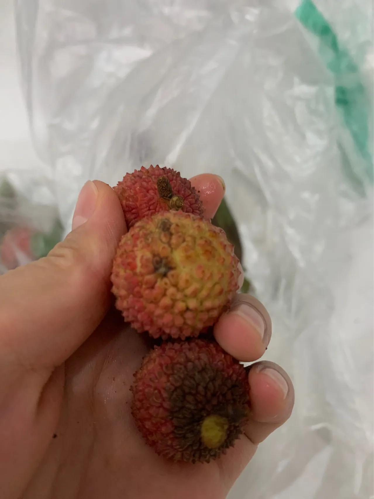 买到烂的水果不给退款怎么办,买到坏的水果商家不愿意退款