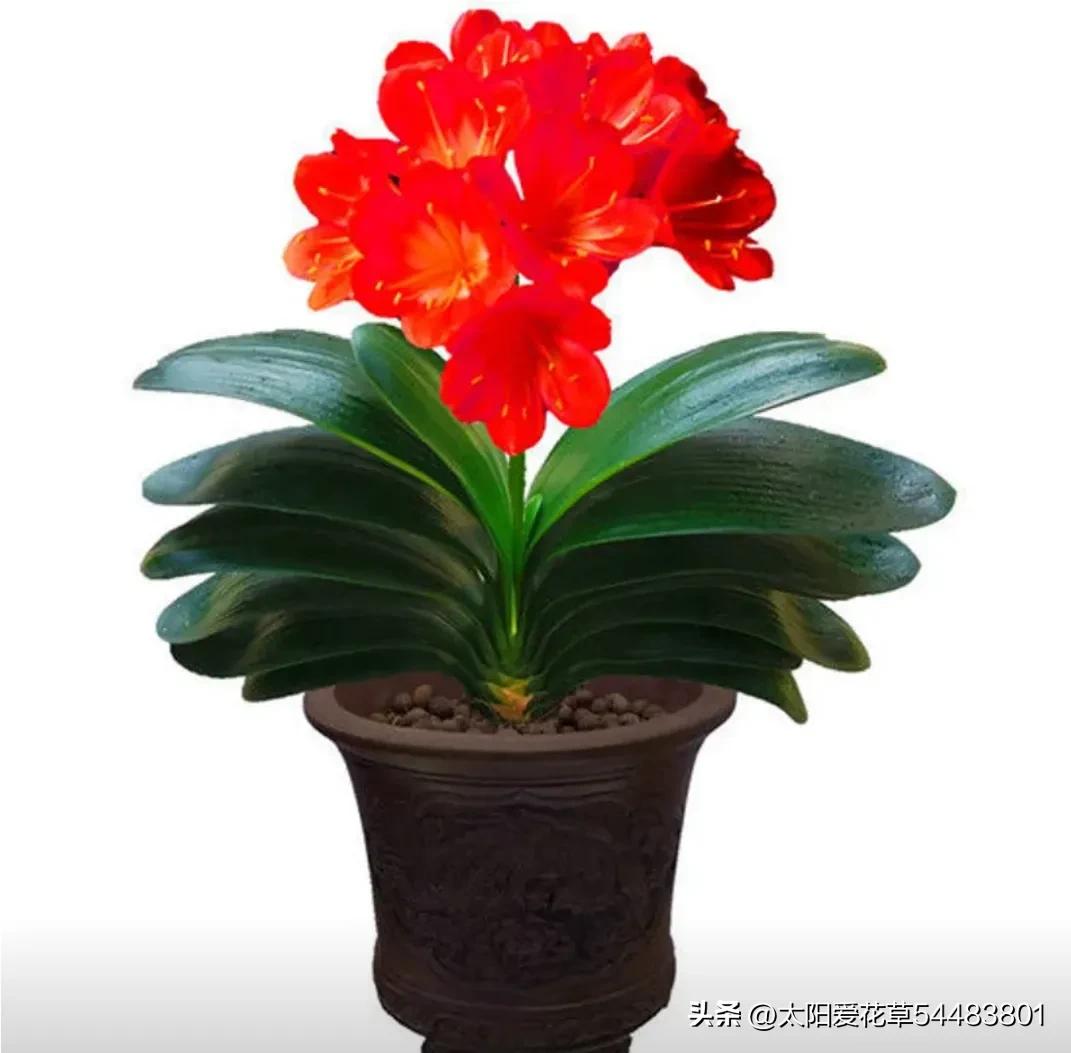 君子兰怎么养才能旺盛容易开花,怎么养君子兰才能开花茂盛