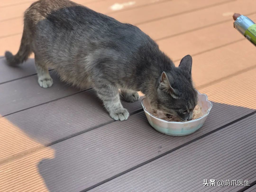 “我还没生，却给猫接生了…”