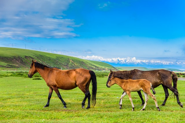 伊犁是一个什么样的城市,伊犁是怎样的地方