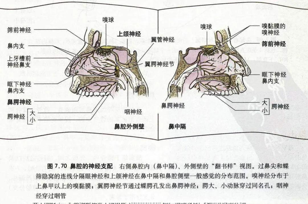 鼻窦炎鼻甲肥大引起的头疼怎么办,鼻窦炎鼻甲肥大经常头痛头晕鼻塞