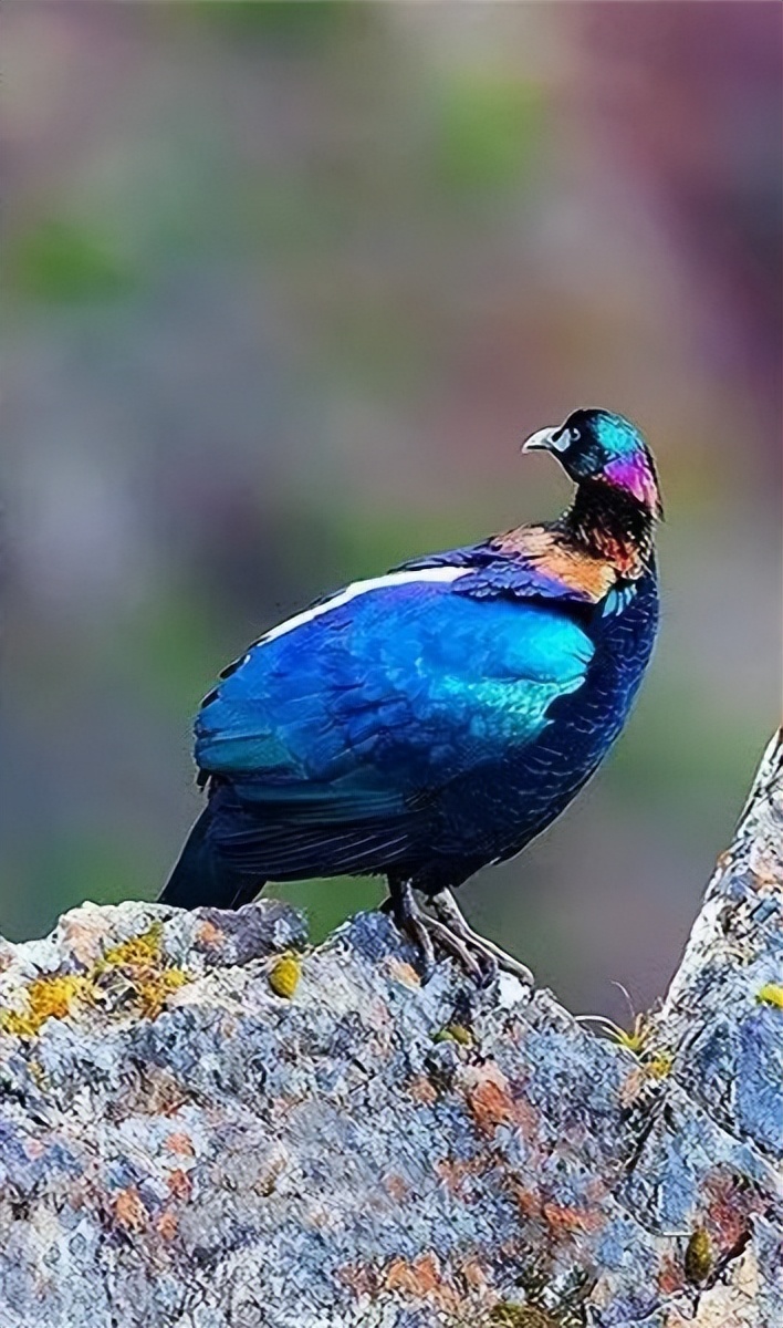 都江堰熊猫谷里的国宝,都江堰市大熊猫国家公园