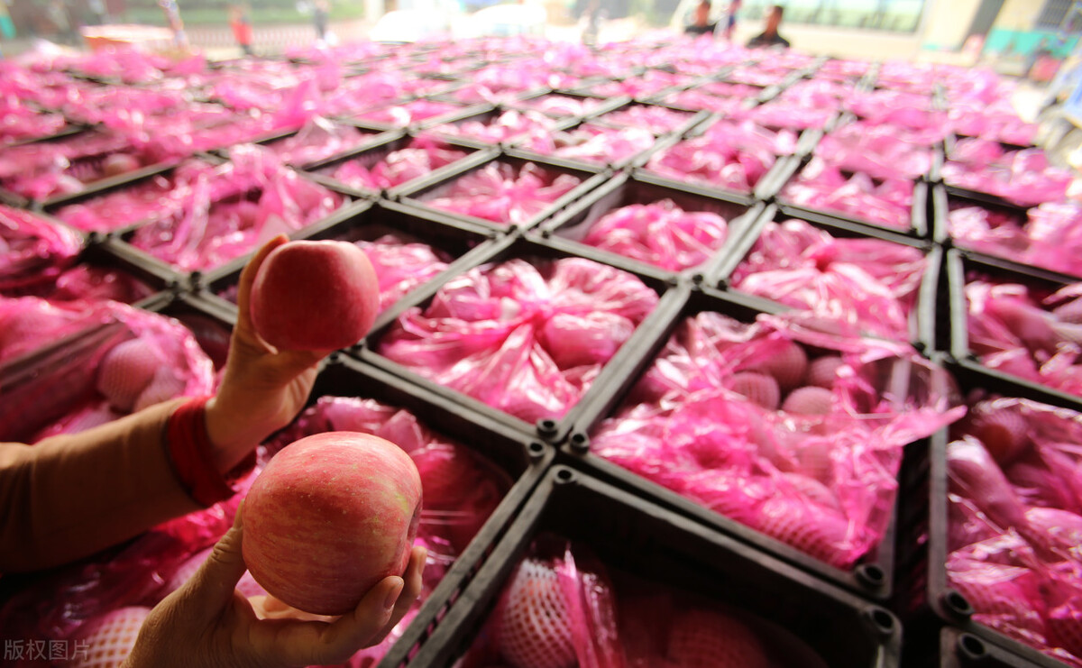 俄罗斯恢复进口中国水果了,俄罗斯恢复进口中国柑橘类水果